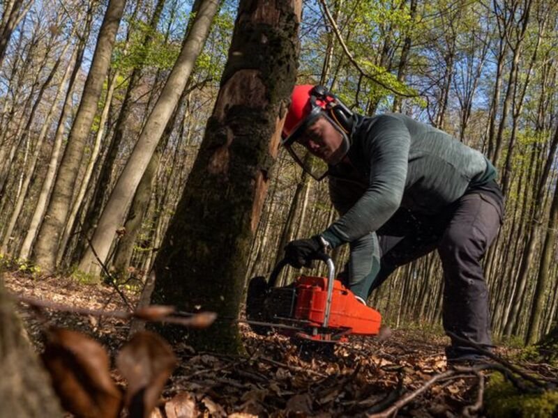 Tree Removal
